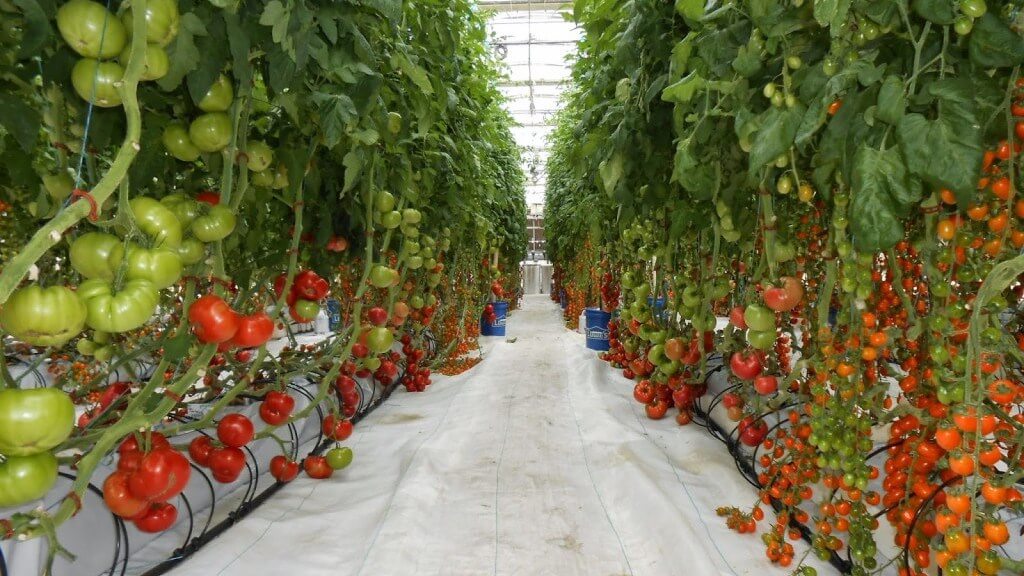 Чешские майнеры использовали тепло ферм для выращивания помидоров. Фото.