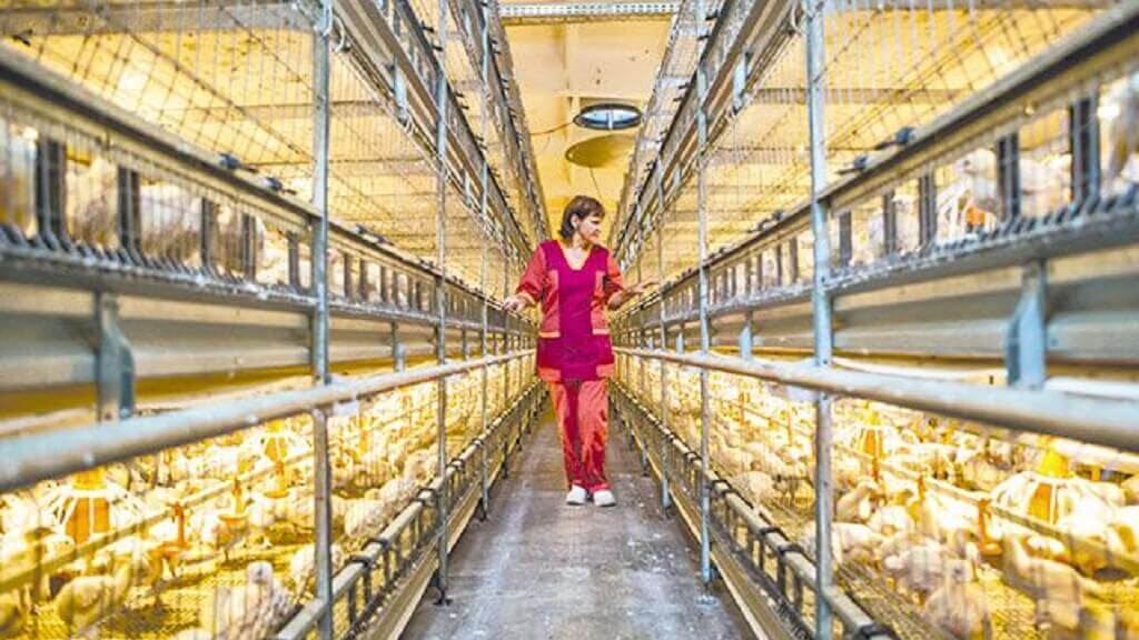 Майнинг на птицефабрике: как владельцы ферм нарушают закон в погоне за дешёвым электричеством. Майнинг на птицефабрике. Фото.