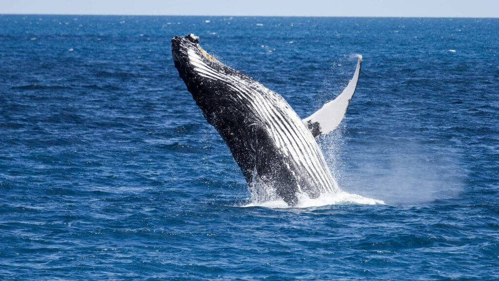 Биткоин-киты постепенно выходят из тени и начинают действовать. Чем это грозит? Фото.