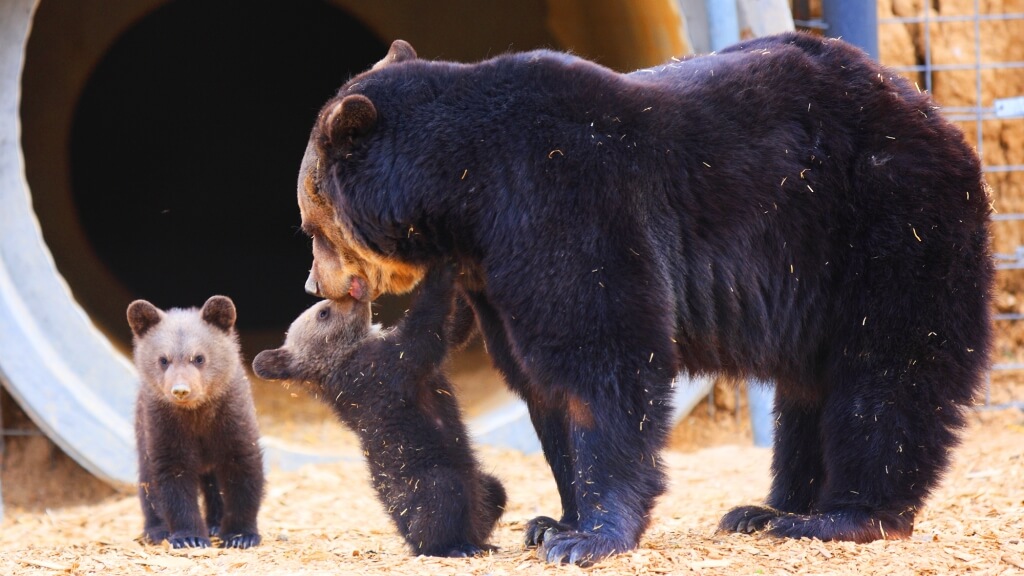 Дно уже близко: медвежий тренд на фьючерсах Биткоина постепенно слабеет. Фото.
