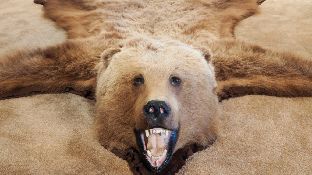 Медведи умирают: количество коротких позиций на Биткоине достигло трёхмесячного минимума. Фото.