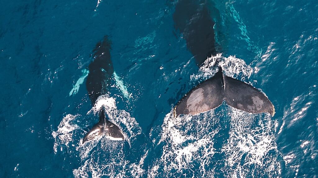 Давайте разберёмся: кто такие криптовалютные киты и как они влияют на рынок? Фото.