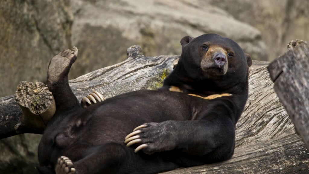 Медвежьи услуги: почему падение Биткоина хорошо влияет на криптовалюты? Фото.