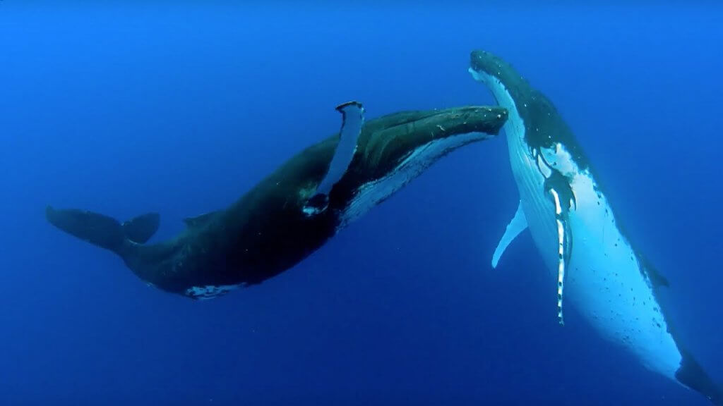 Подготовка к буллрану: киты накопили почти 20 миллионов ETH за 2018 год. Фото.