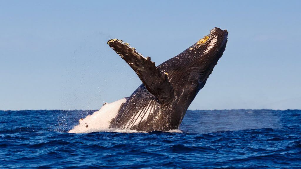 Рай для китов: передача 230 миллионов долларов в Биткоине обошлась в 57 центов. Фото.