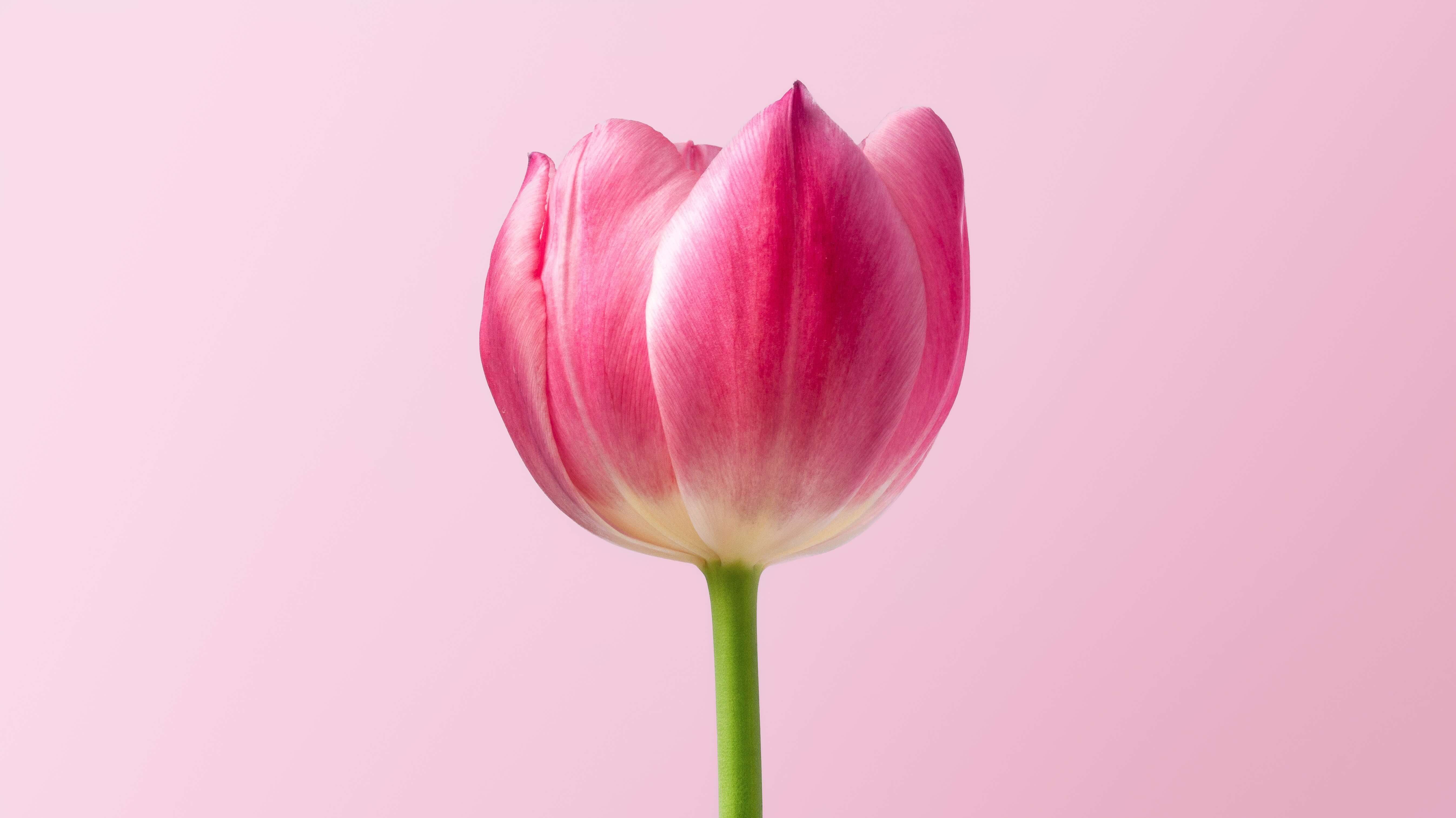 Что значат розовые тюльпаны. Розовые тюльпаны. Розовый тюльпан один. Розовые тюльпаны на белом фоне. Тюльпаны на розовом фоне.