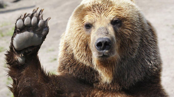 медведь Биткоин блокчейн