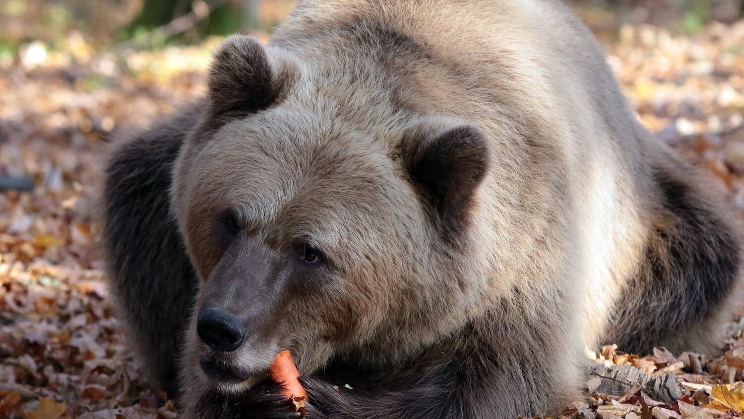 медведь рынок падение коррекция животное