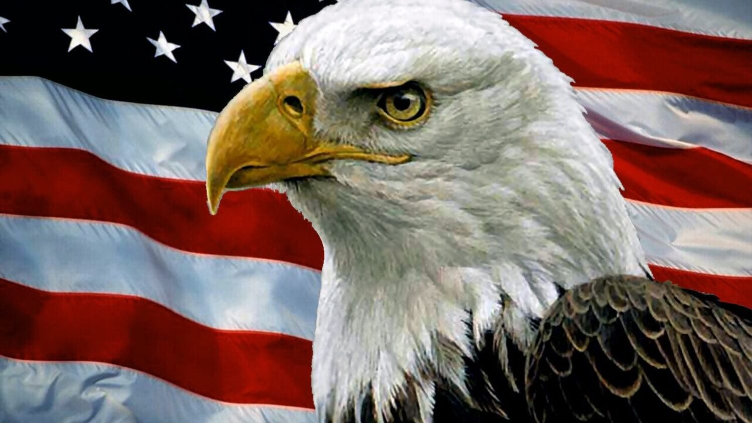 Звук орла америка. Белоголовый Орлан США. Белоголовый орёл символ Америки. Белоголовый Орлан символ США. Белоголовый Орлан на гербе США.