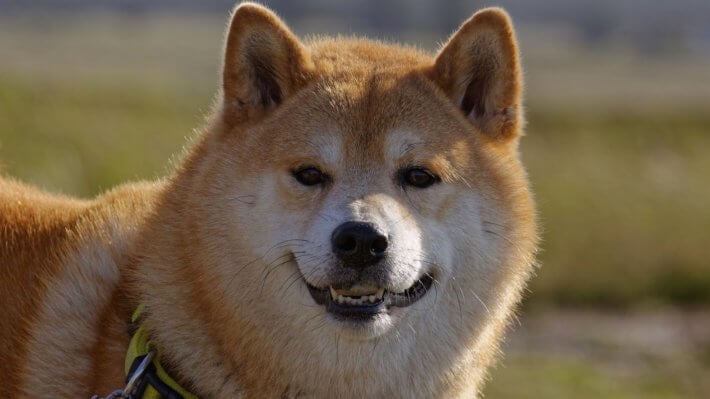 Разработчики Dogecoin начали сотрудничать с Виталиком Бутериным. Зачем? Фото.