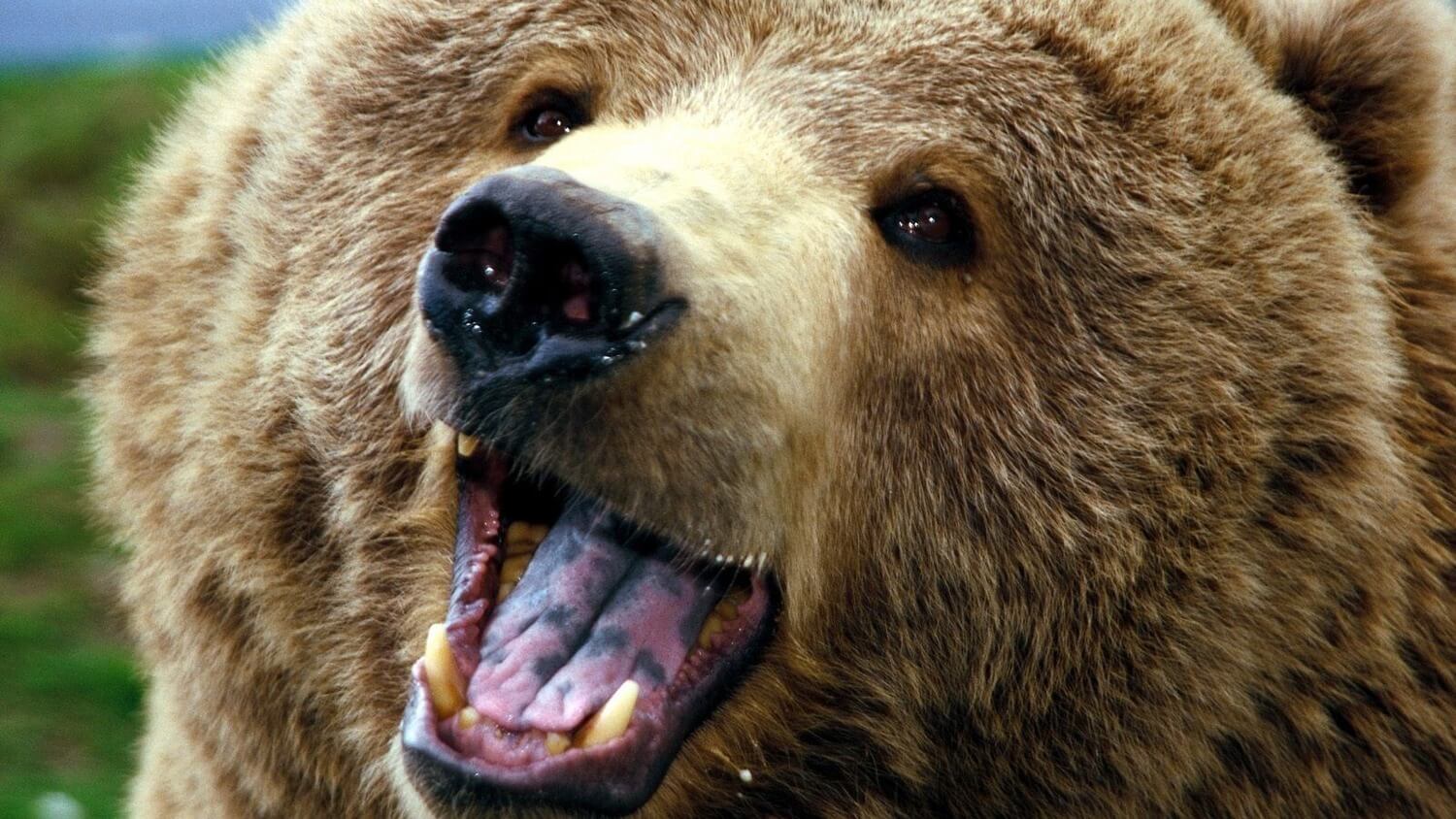 медведь рынок Биткоин