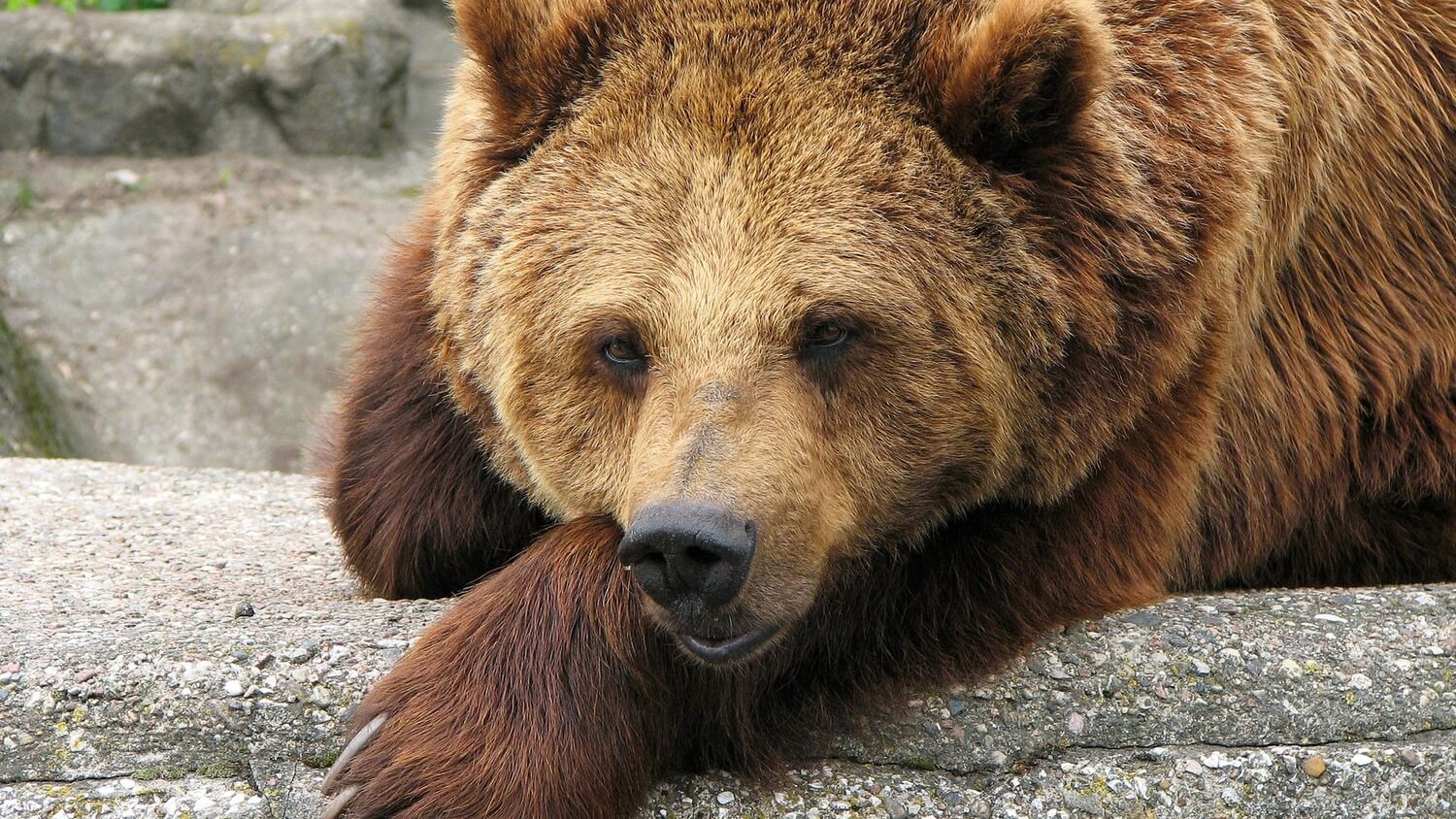 медведь рынок трейдинг